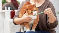 Wir kümmern uns um Hunde und Katzen Zähne - Dr. Holger Linden | Tierärztliche Kleintierpraxis